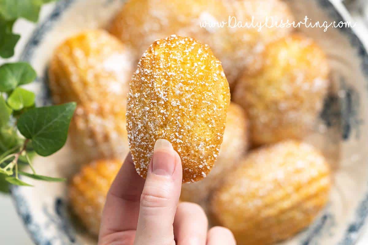 hand holding shell shaped madeleine dusted with powdered sugar over a platter of madeleines